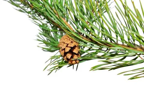 The buds on the branch Stock Photos