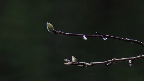 Buds on the branch in spring Stock Footage 280998679