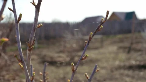 Buds on a branch swell Stock Footage 184966576