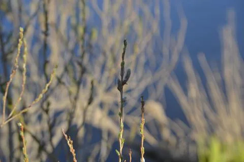 The buds on the branches are preparing for spring. Stock Photos