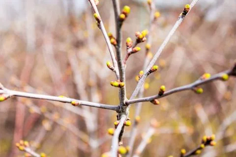 Buds on branches of a bush in the spring on a blurred background Stock Photos