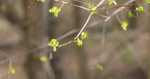 Buds on the branches of trees in the spring Stock Footage 107599169