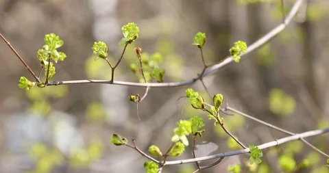 Buds on the branches of trees in the spring Video stock 107599236