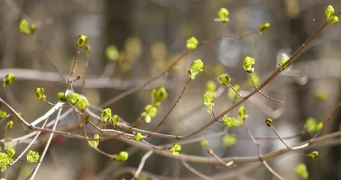 Buds on the branches of trees in the spring Video stock 107599237