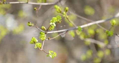 Buds on the branches of trees in the spring Video stock 107599281