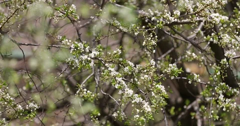 Buds on the branches of trees in the spring Video stock 107599300