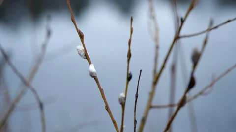 Buds on bushes swaying in the wind Stock Footage 122940248