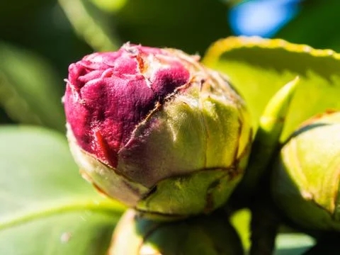 Buds of camellia 写真素材