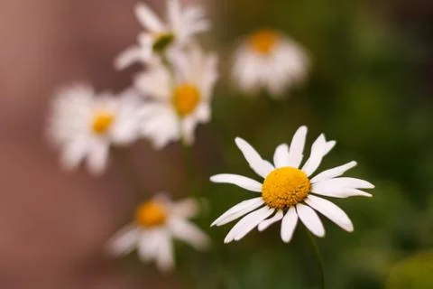Buds of chamomile with blurred same flowers in the background Stock Photos