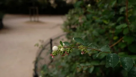 Buds in Champs de Mars Stock Footage 108889062