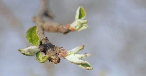 Buds cherry spring Stock Footage 106887049