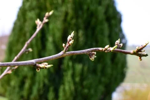 Buds on the cherry tree on the background of the spring garden Stock Photos