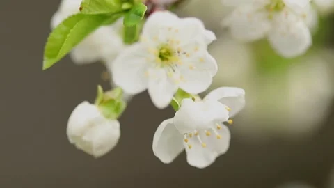 Buds of a cherry tree Stock Footage 305248224