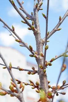 Buds of cherry tree in springtime Stock Photos