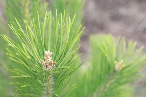 Buds of coniferous tree in spring wake up on clear sunny day Stock Photos