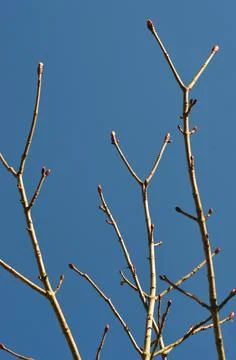Buds cover the bare branches of a tree, seen against a blue sky. Stock Photos