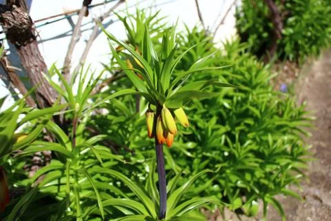 Buds of the crown imperial Stock Photos