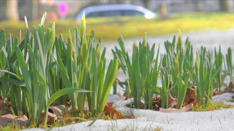 Buds of daffodils with melting snow in spring time Vídeo Stock 88153735