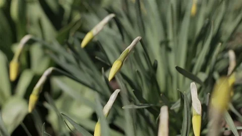 The buds of daffodils swaying in the wind Stock Footage 128917461