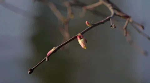 Buds with Defocus Stock Footage 50097750