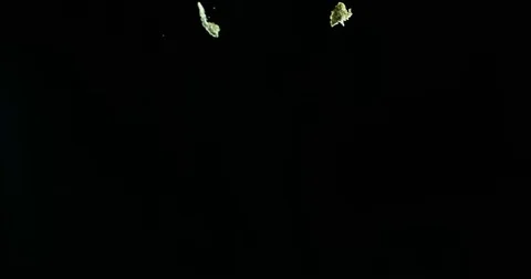 Buds of dried weed falling against black background in slow motion Video stock 71214032