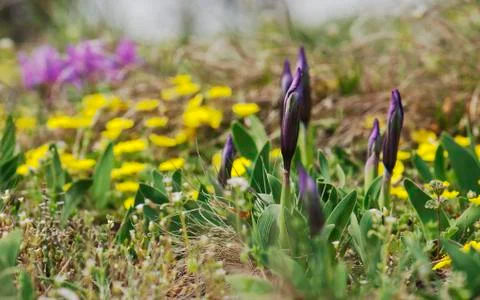 Buds of dwarf iris in spring meadow. Stock Photos