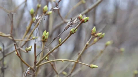 Buds in early spring Video stock 48062758