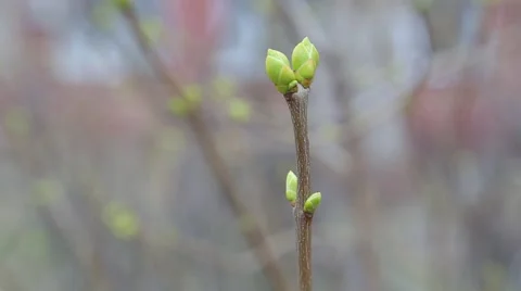 Buds in early spring Video stock 48062889