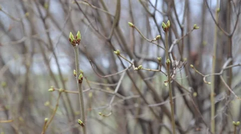 Buds in early windy spring Video stock 48062764
