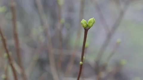 Buds in early windy spring Video stock 48062817