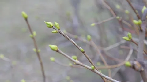 Buds in early windy spring Video stock 48062888
