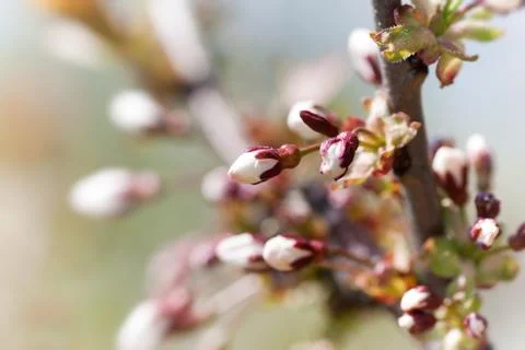 Buds of the first spring blooms Stock Photos