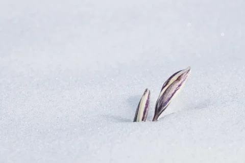 Buds The first spring flower, snowdrops, Alatau saffron breaks through the sn Foto stock