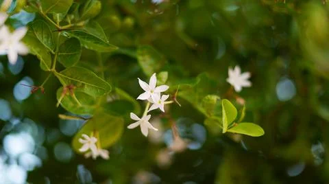 Buds flower pattern of Lemon or Citrus fruit with attractive green leaves bac Foto stock