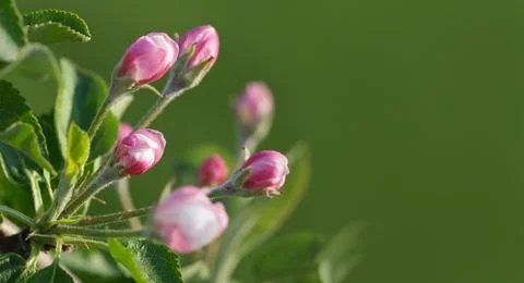 Buds of the flowers of the apple tree. Stock Photos