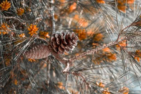 Buds of flowers Stock Photos