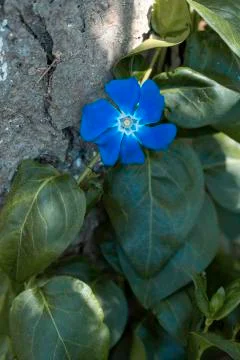 Buds of flowers Stock Photos