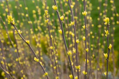 Buds of flowers Stock-Fotos