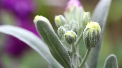 Buds Stock-Footage 10803342