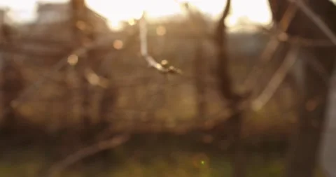 Buds Stock Footage 131141981