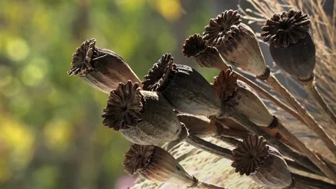 Buds in the foreground.Light spots in the background. Stock Footage 117577545