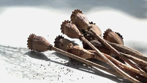 Buds in the foreground.Poppy heads on the table. Stock Footage 117347918