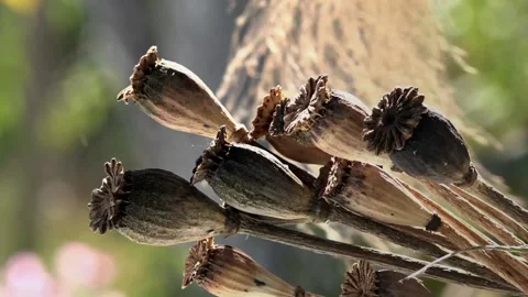 Buds in the foreground.Poppy heads on the table. 動画素材 117577544