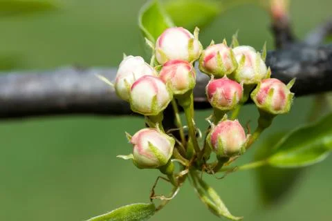 Buds of fruit tree 写真素材