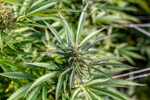 Buds Galore Foto stock