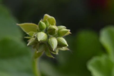 Buds of geranium close-up on a green background in high resolution Stock Photos
