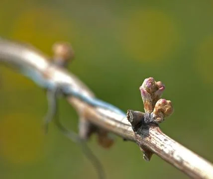 Buds on grape wine Stock Photos