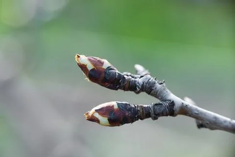 Buds grow on trees. Spring time. Stock Photos
