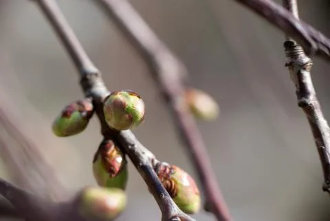 Buds grow on trees. Spring time. Stock Photos