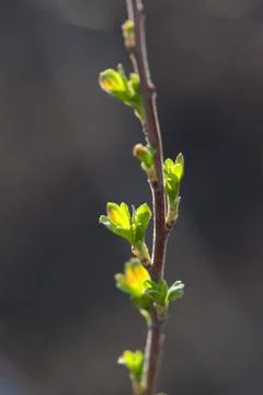 Buds grow on trees. Spring time. Stock Photos